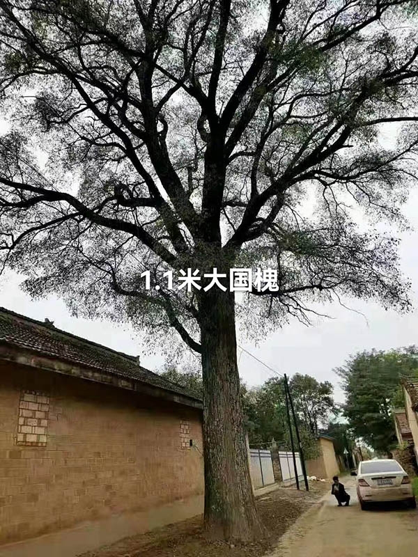 古树